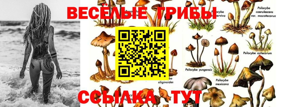 Псилоцибиновые грибы Psilocybe Краснокаменск